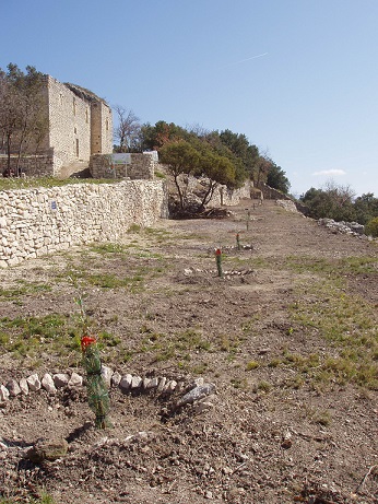 plantation_oliviers13_web.jpg